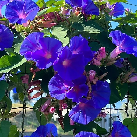 Ferienhaus Casa Sant'anna *